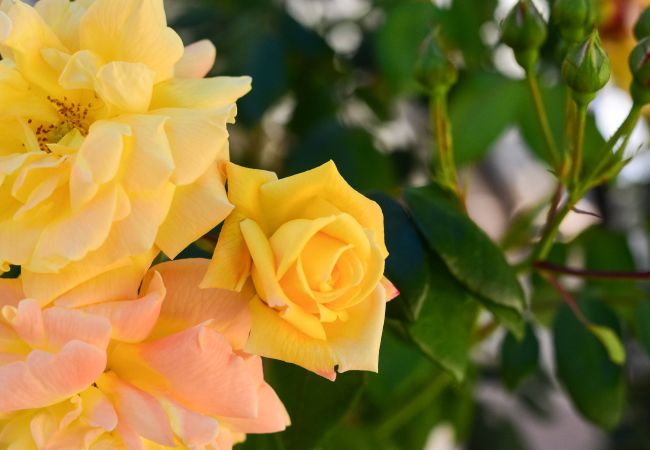 Chalet in Modica - Lovely Family Villa in Modica Chalet in Modica - Lovely Family Villa in Modica