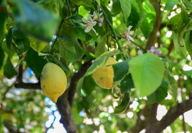 Chalet in Modica - Lovely Family Villa in Modica Chalet in Modica - Lovely Family Villa in Modica