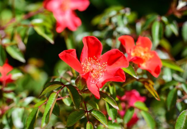 Chalet in Modica - Lovely Family Villa in Modica Chalet in Modica - Lovely Family Villa in Modica